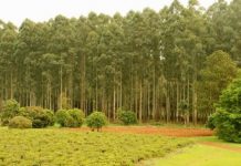 Avanzan en la aplicación del seguro ambiental