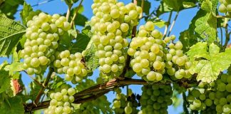 seguros agropecuarios forestales buenos aires