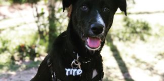 metlife perros gatos calle