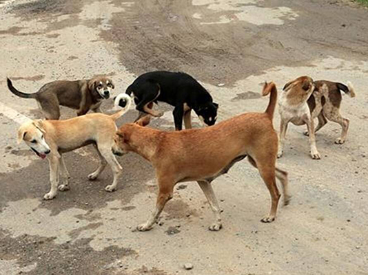 accidente in itinere art indemnización ataque perros