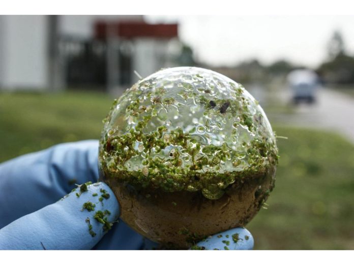 la perseverancia seguros arte sustentable proyecto biosfera