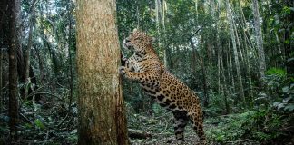 primera-cobertura-yaguarete-mundo