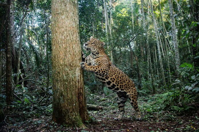 primera-cobertura-yaguarete-mundo
