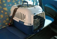 luchemos-vida-mascotas