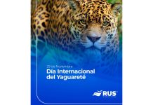 Seguro de protección del yaguareté: una herramienta inédita para frenar su extinción rus seguro protección yaguareté