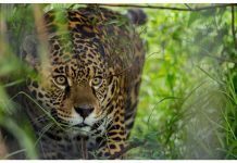 seguro yaguareté productores misiones