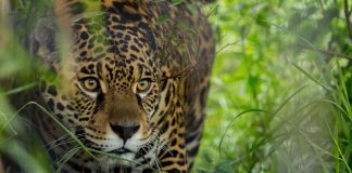 seguro yaguareté productores misiones