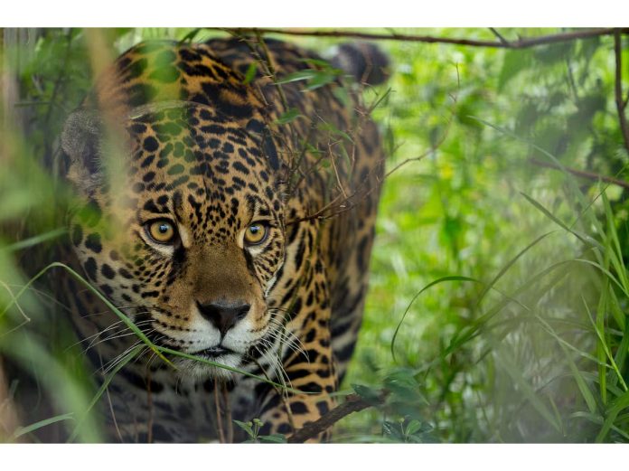 seguro yaguareté productores misiones